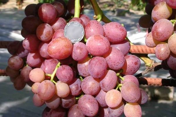 Либийско грозде: описание на сорта, пълни характеристики
