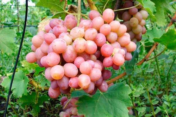 Либийско грозде: описание на сорта, пълни характеристики