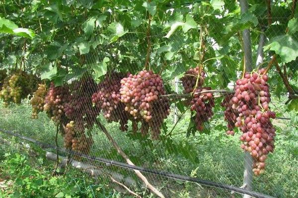 Libya grapes: reproduction, planting, watering