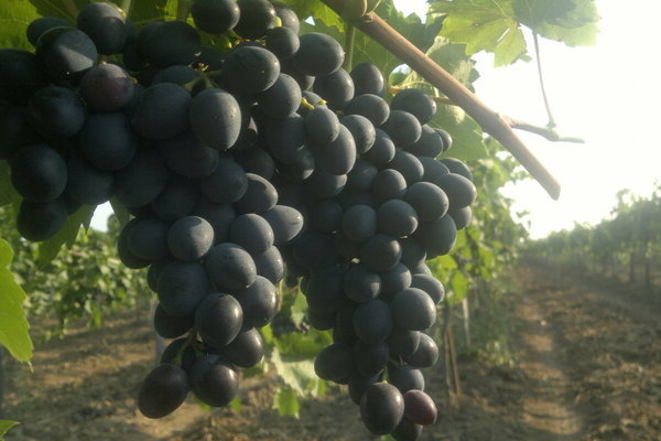 Grapes Moldova: perihalan pelbagai, foto