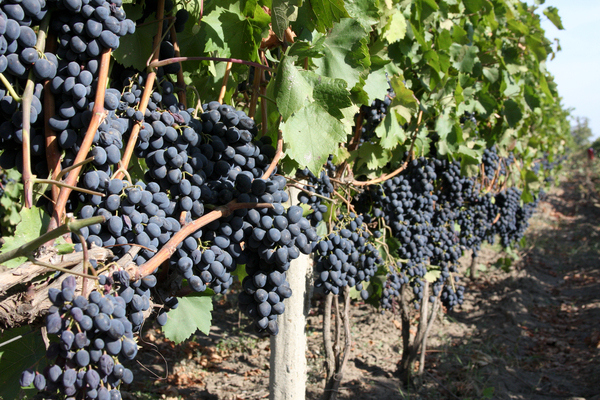 Varieti anggur Moldova: pada penanaman anggur yang betul