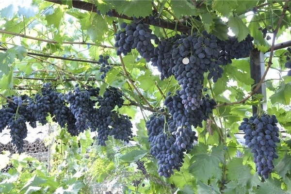 „Nadezhda Azos“ vynuogės: trumpa ekskursija į veislės istoriją