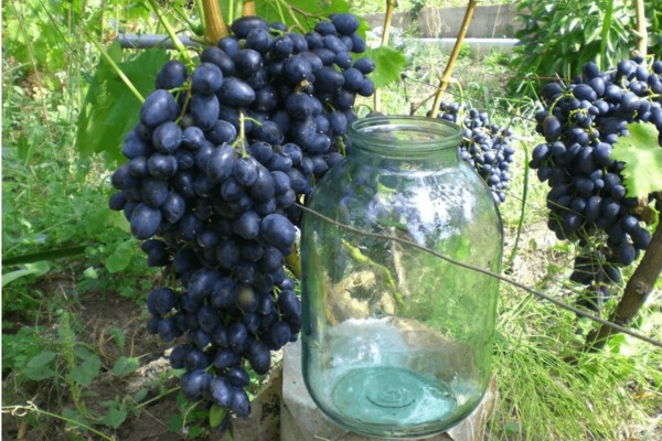 Anggur Nadezhda Azos: ciri varieti
