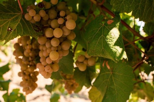 Anggur Platovsky: keterangan, ciri khas