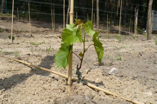 How to plant the Platovsky grape variety correctly