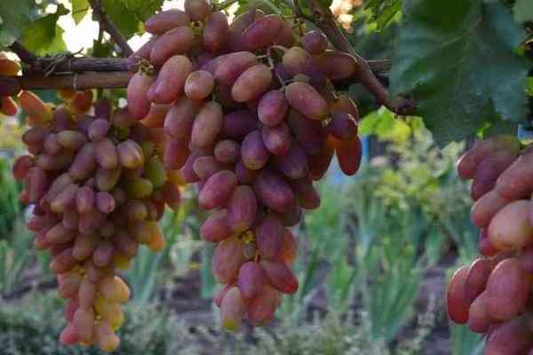 Grapes Transformation: description of the variety, growing rules