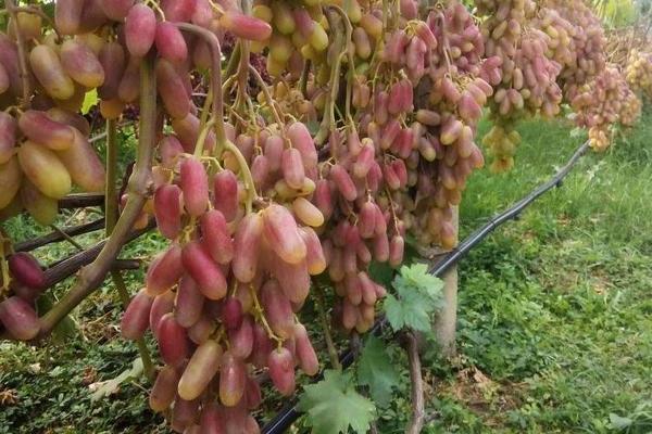 Grape variety Transformation: preparation for planting