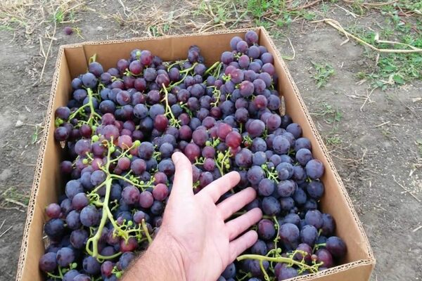 Rochefort grapes: description, brief information about grapes