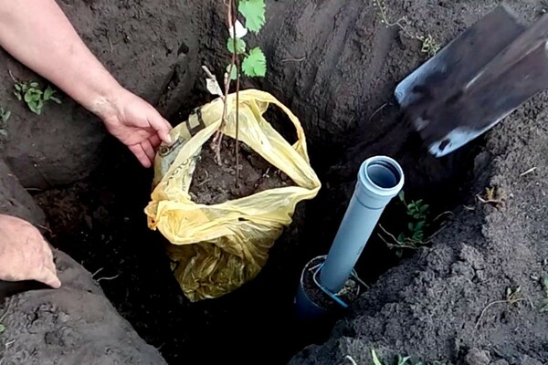 Hvordan plante en rochefort druesort, ta vare på den