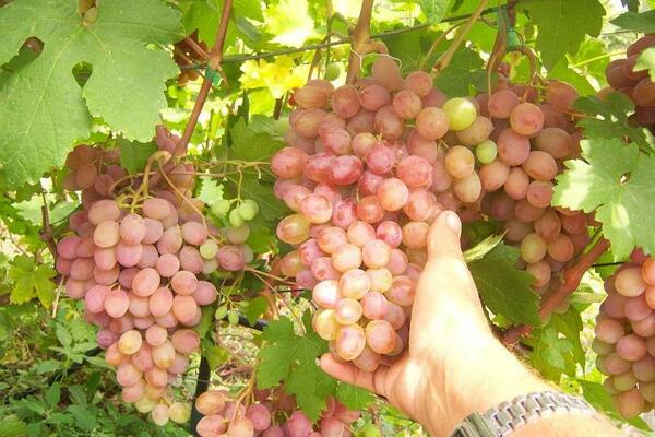 Rumba grapes: description of the variety, general characteristics
