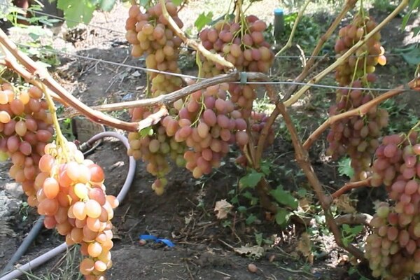 Rumbos vynuogės: veislės aprašymas, sodinimo ypatybės