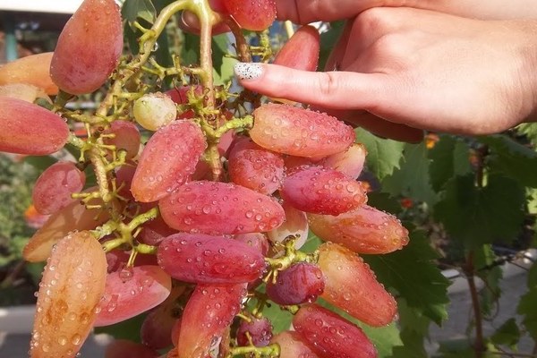 Какви са недостатъците на сорта грозде Sensation