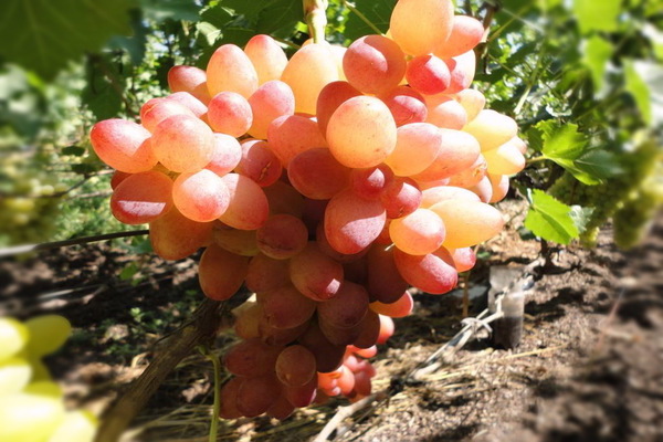 Sofia grapes: description of the variety, full characteristics