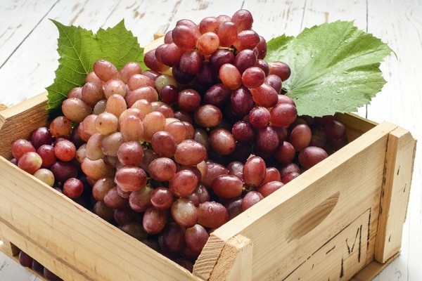 Raisins de Sofia: description de la variété, avantages et inconvénients