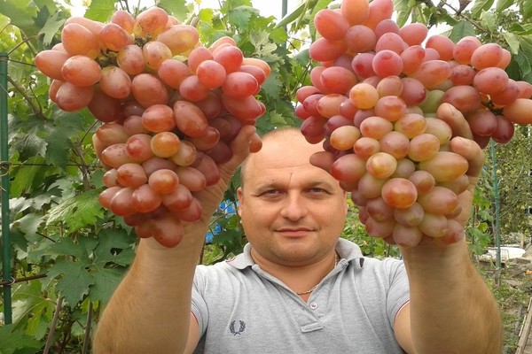 Сорт грозде София: как се отглеждат големи плодове