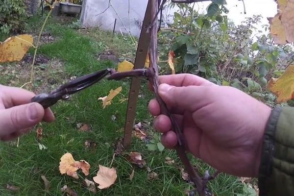 Anggur Sofia: foto, perihalan peraturan penjagaan