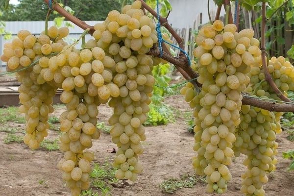 Valentines grapes: description of the variety, full characteristics