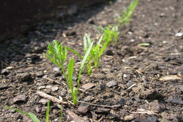 how to improve the germination of carrots