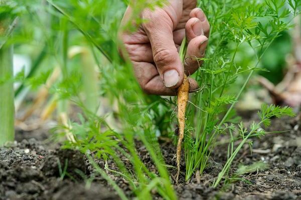 germination des carottes