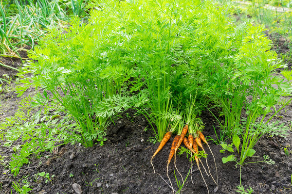 nảy mầm của hạt cà rốt