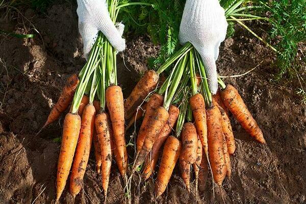 Karotten auf freiem Feld anbauen