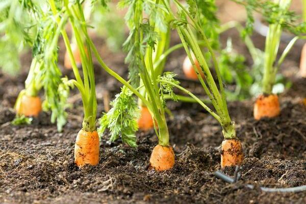 trồng và chăm sóc cà rốt