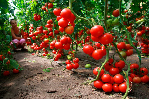 Growing tomatoes in a greenhouse: requirements
