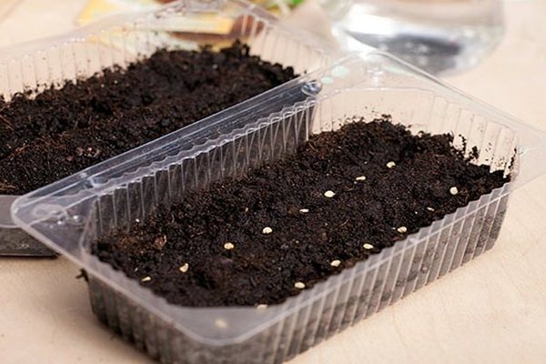 Tomatoes in the greenhouse: preparing seeds for planting
