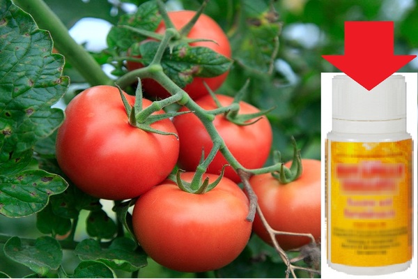 What is useful for feeding tomatoes with succinic acid?