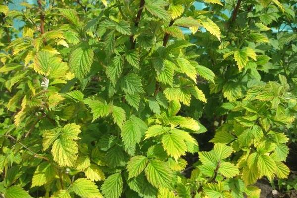Currant leaves turn yellow: care errors and their elimination