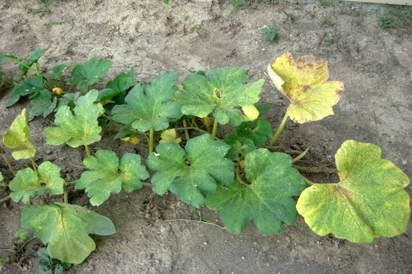 yellow spots appeared on the leaves of the pumpkin