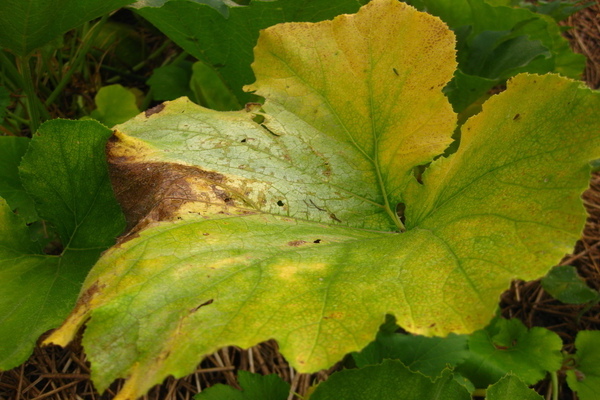 gule græskarblade