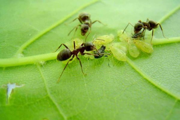 pucerons et fourmis sur les groseilles