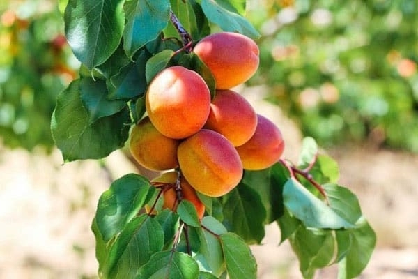 variété d'abricot à joues rouges