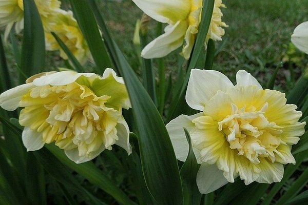 Mga barayti ng daffodil