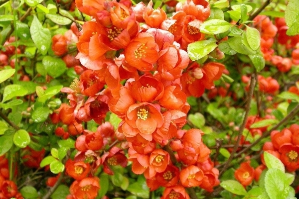 Japanese quince shrub