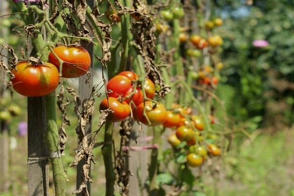 alterarióza paradajok