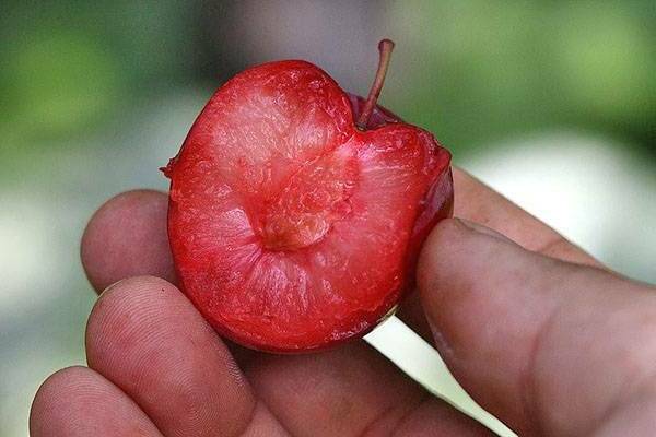variedade de ameixa cereja