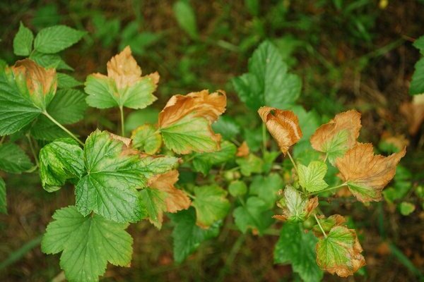 red currant anthracnose