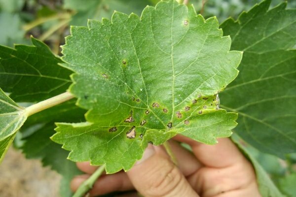 currant anthracnose how to treat