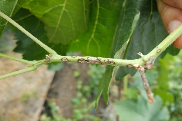 anthracnose grapes how to treat