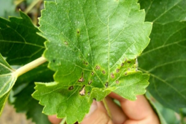 grape anthracnose photo and how to treat