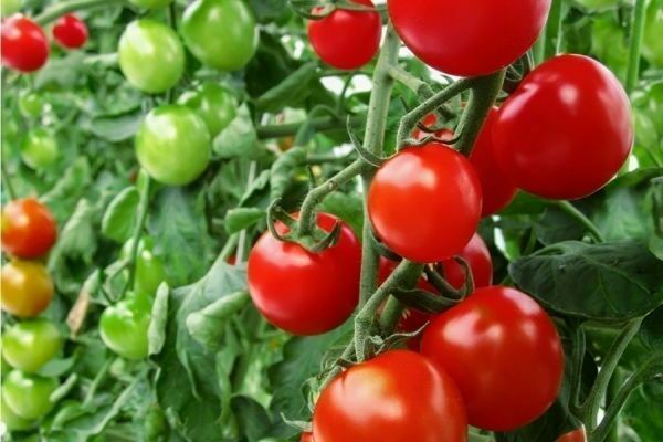 engrais azotés pour tomates