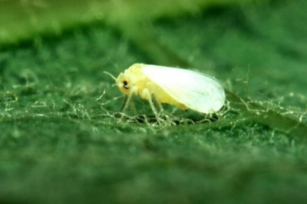 greenhouse whitefly