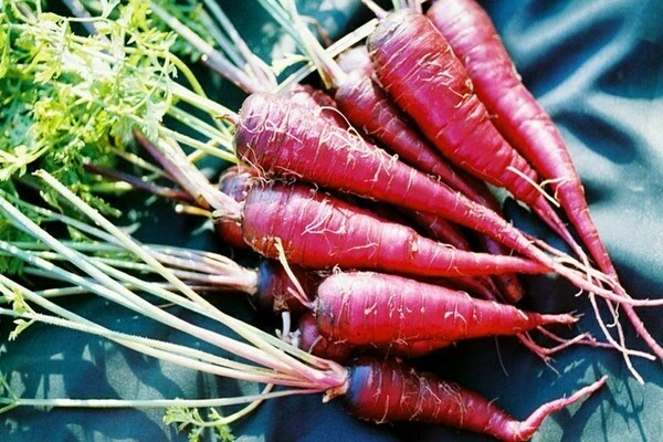 Лилави моркови: сортове