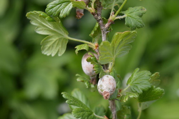 Hvidlig blomstring på stikkelsbær