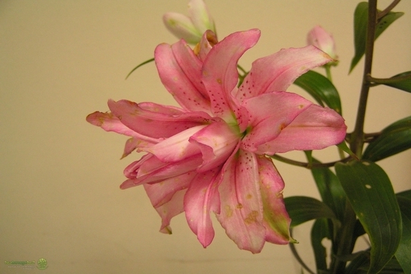 الزنابق الوردية بيلونيكا