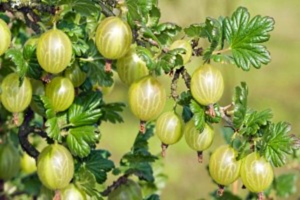 Variedades de grosella espinosa azúcar bielorrusa