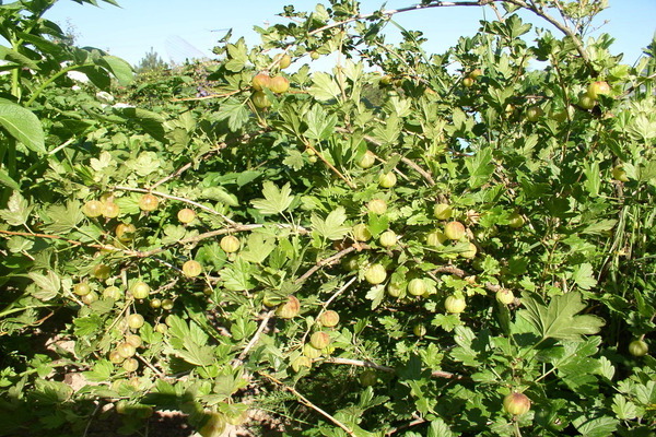 gooseberry beryl