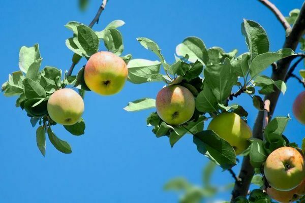 Apple tree Medunitsa
